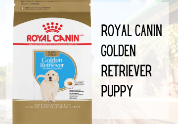 Royal Canin Golden Retriever - Nhãn hiệu thức ăn khuyên dùng của các bác sỹ thú y Hoa Kỳ