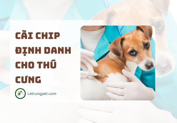 Chip định danh - Microchip cho thú cưng