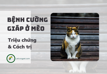 Bệnh cường giáp ở mèo - căn bệnh phổ biến của mèo trưởng thành