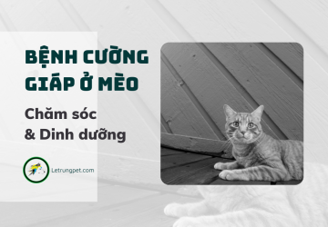 Cách chăm sóc mèo bị cường giáp