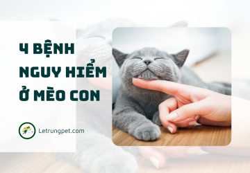 4 bệnh Virus nguy hiểm ở mèo con