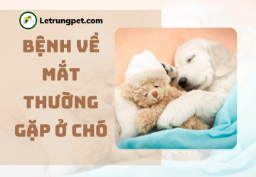 Các bệnh về mắt thường gặp ở chó