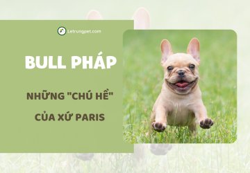 Giống Chó Bull Pháp - Những Chú Hề Của Xứ Paris