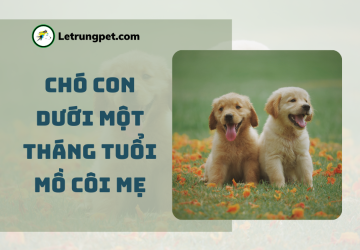 Cách chăm sóc chó con mồ côi mẹ dưới 1 tháng tuổi