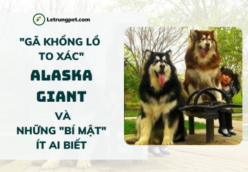Alaska Giant - 