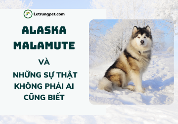 Alaska Malamute - Giá cả, đặc điểm, nguồn gốc và một số kích thước bạn chưa biết