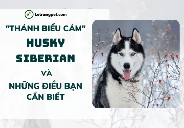Chó Husky Siberian - 
