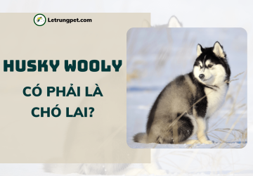 Chó Husky Wooly - 