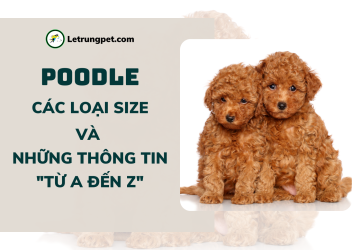 Chó Poode -  Những thông tin về kích thước Teacup, Tiny, Toy, Standard và một số bí mật từ A đến Á