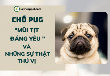 Chó Pug - 