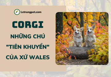 Corgi – những chú tiên khuyển của xứ Wales