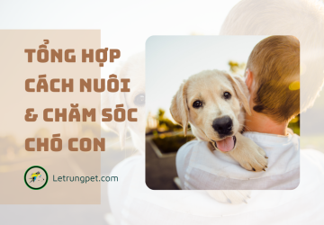 Cách chăm sóc chó con đơn giản & hiệu quả