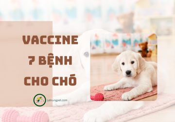 Vaccine 7 bệnh cho chó