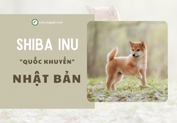 Giống Chó Shiba - Đặc Điểm Về Màu Lông, Tính Cách Và Giá Cả