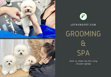 Dịch Vụ Grooming - Cắt Tỉa Lông Cho Chó & Mèo