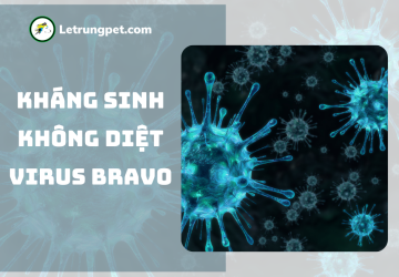 Tại sao kháng sinh không tiêu diệt được virus parvo?