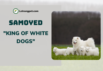 Chó Samoyed - 