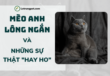 Mèo Anh Lông Dài -  Đặc điểm, nguồn gốc, giá cả và một số điều chưa từng bật mí