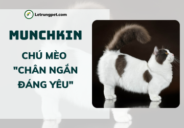 Mèo Munchkin - 
