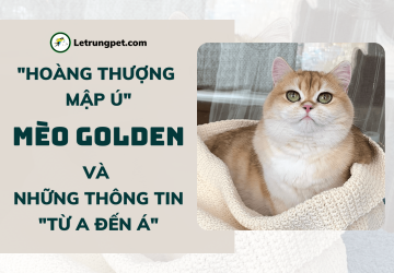Mèo Golden - 