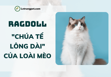 Mèo Ragdoll - 