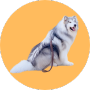 Chó Alaska