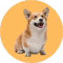 Chó Corgi