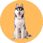 Chó Husky