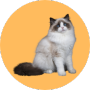 Mèo Ragdoll