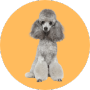 Chó Poodle