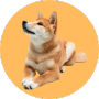 Chó Shiba Inu