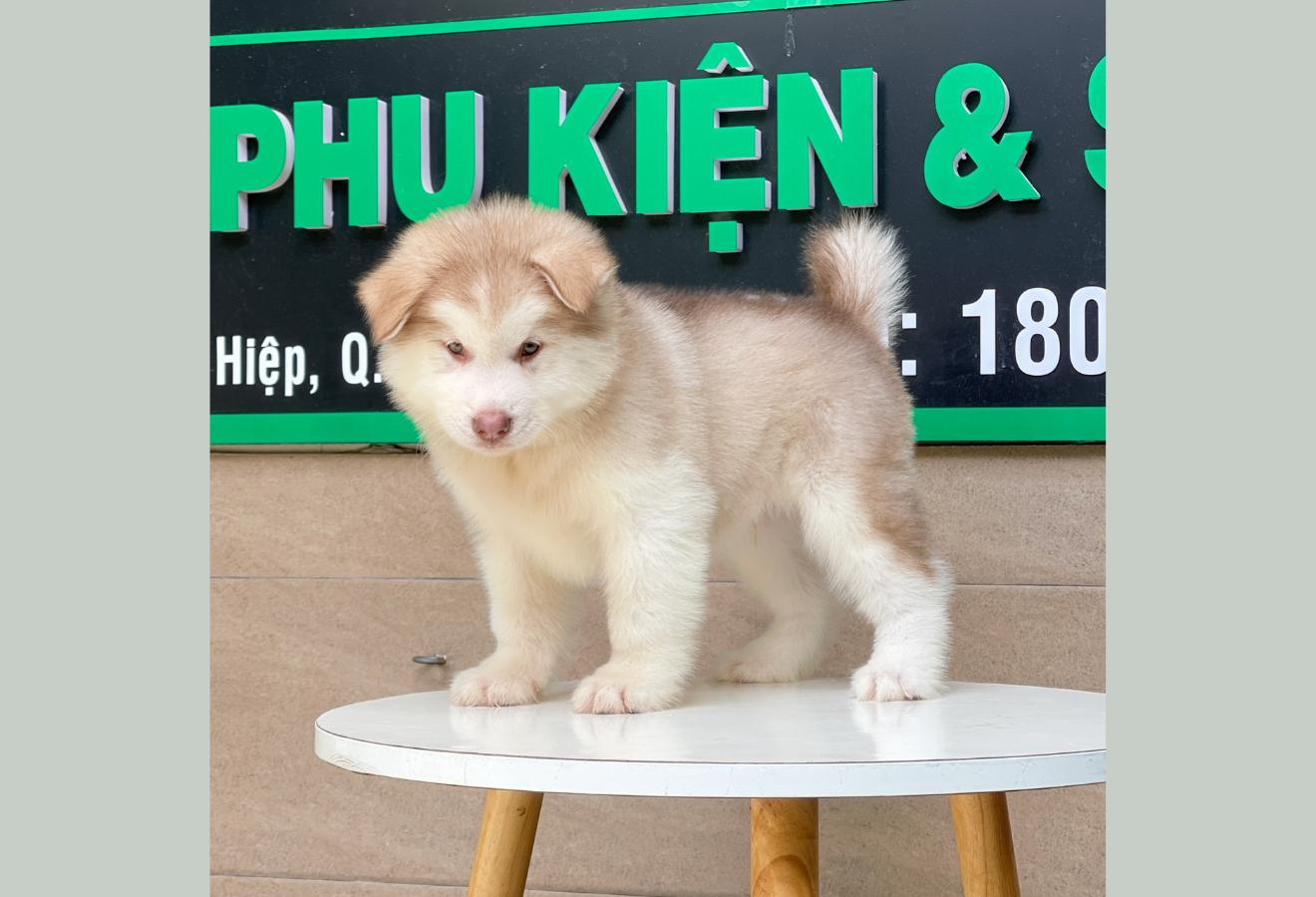 Alaska Oversize - Màu Hồng Phấn (MS 01)