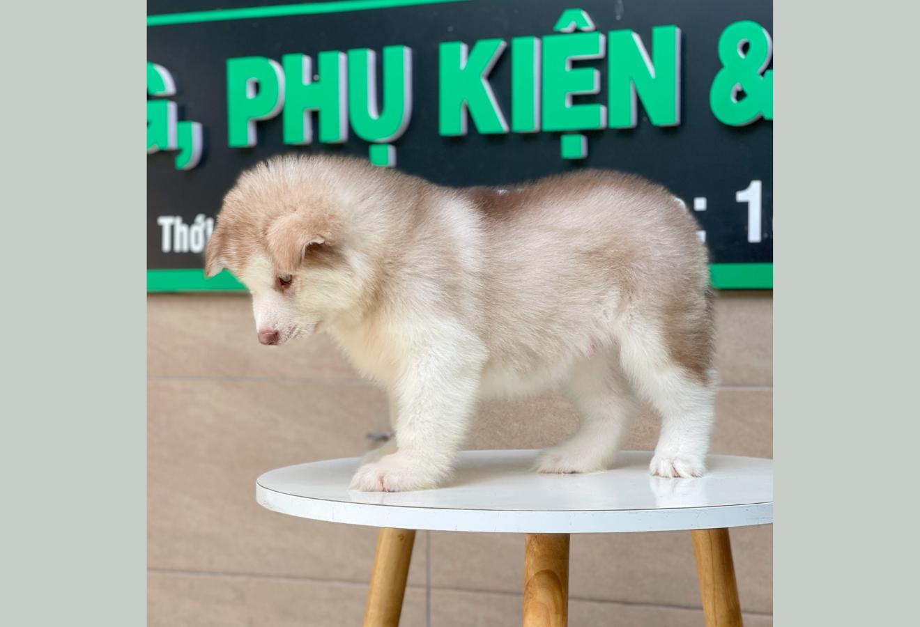 Alaska Oversize - Màu Hồng Phấn (MS 01)
