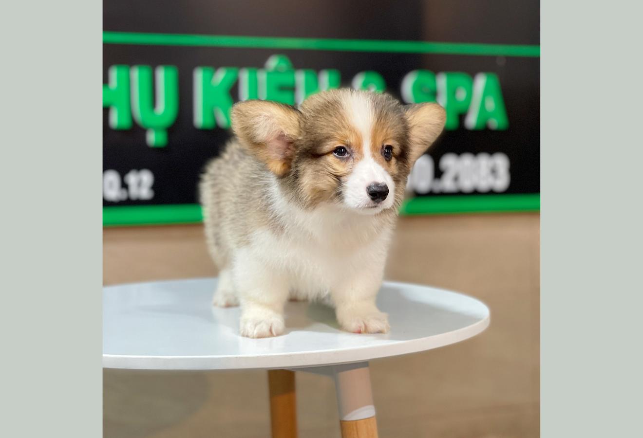 Corgi Lông Dài - Màu Tricolor (MS 02)