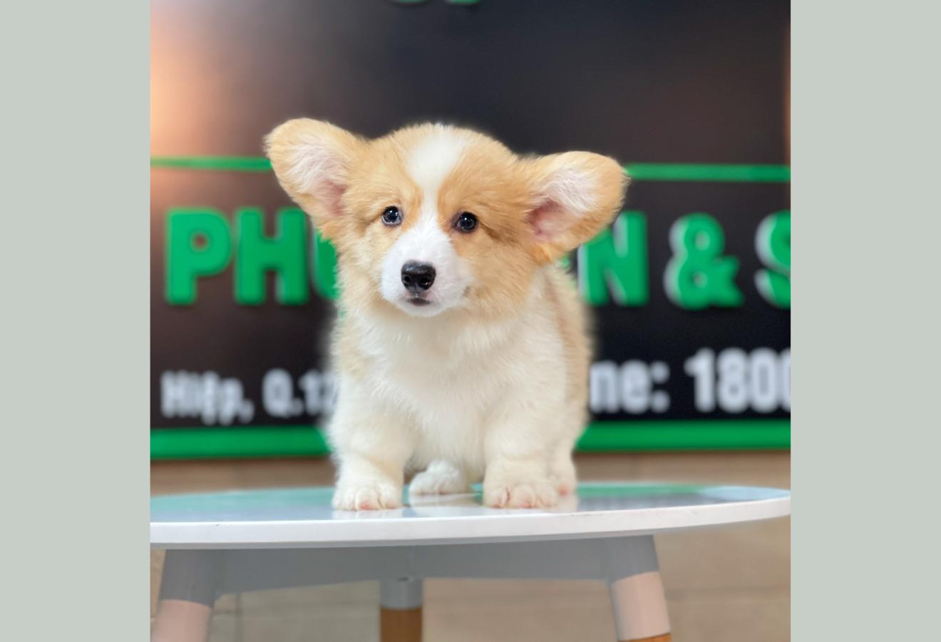 Corgi Lông Dài - Màu Vàng (MS 05)