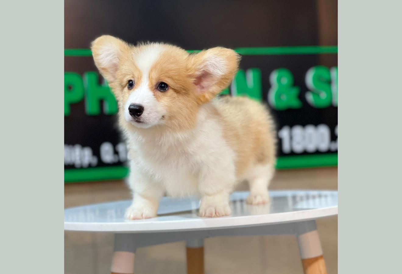 Corgi Lông Dài - Màu Vàng (MS 05)
