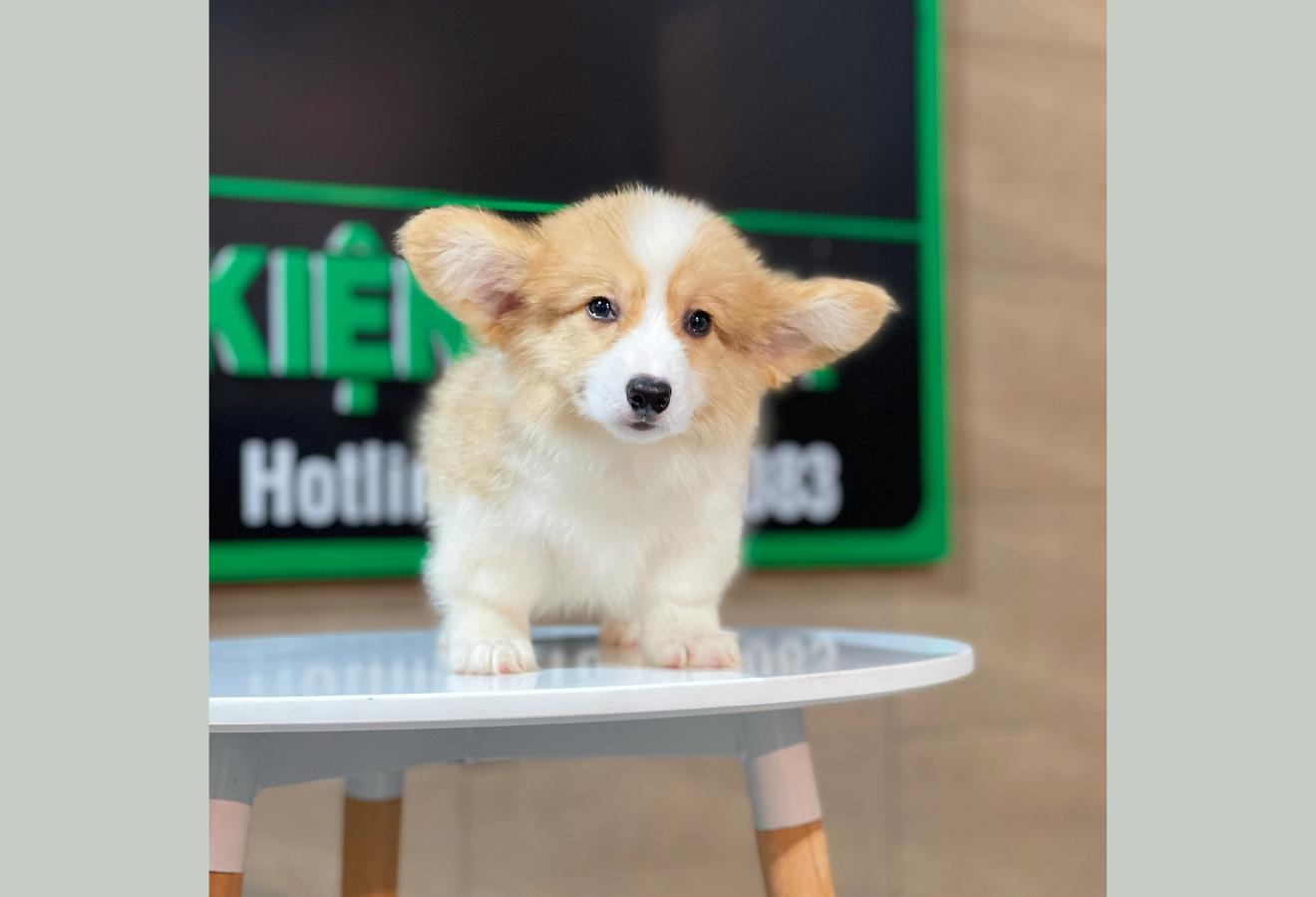 Corgi Lông Dài - Màu Vàng (MS 05)