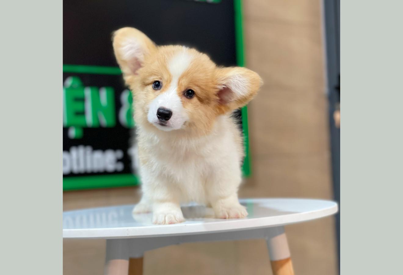 Corgi Lông Dài - Màu Vàng (MS 05)