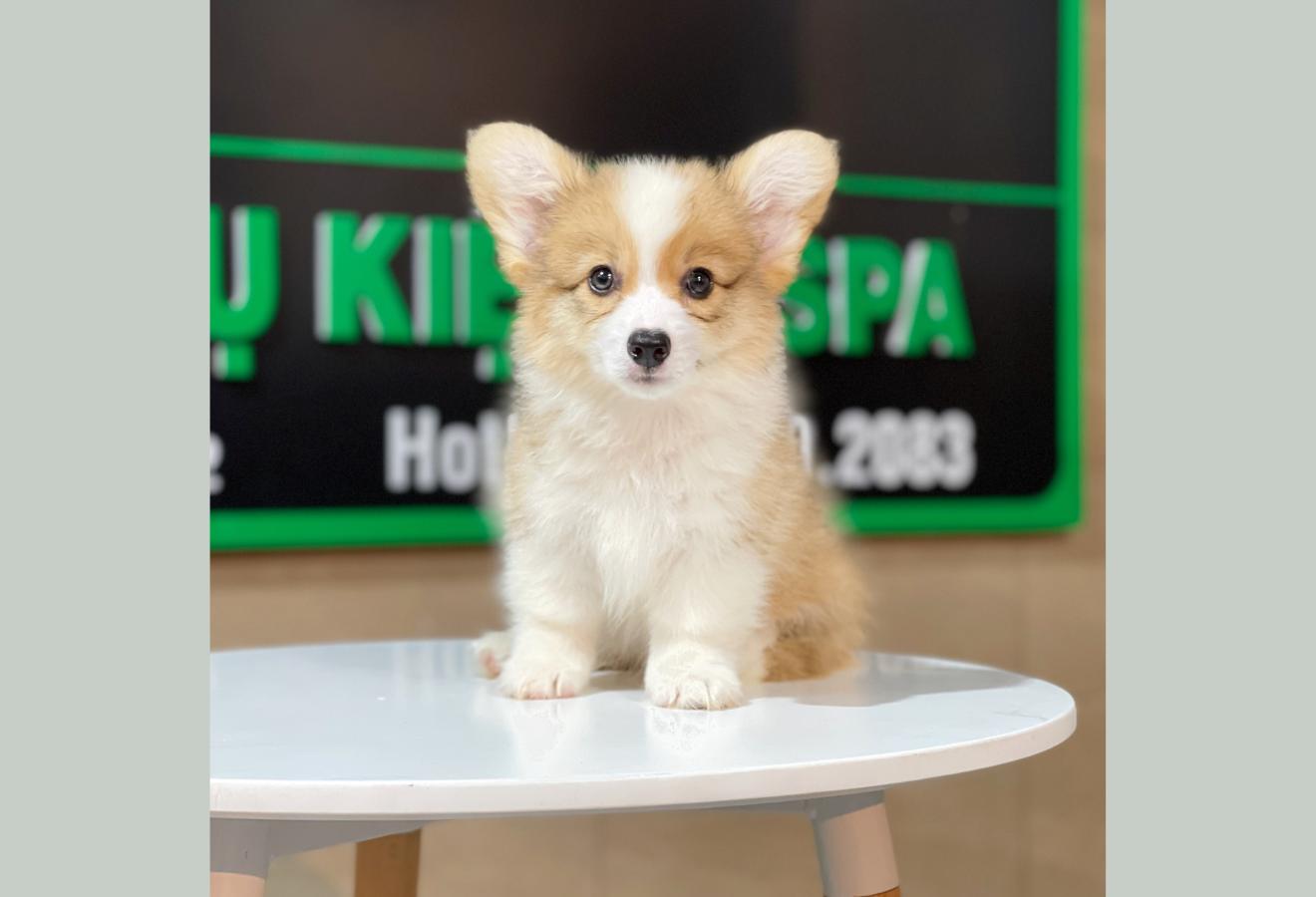 Corgi Lông Dài - Màu Vàng (MS 06)