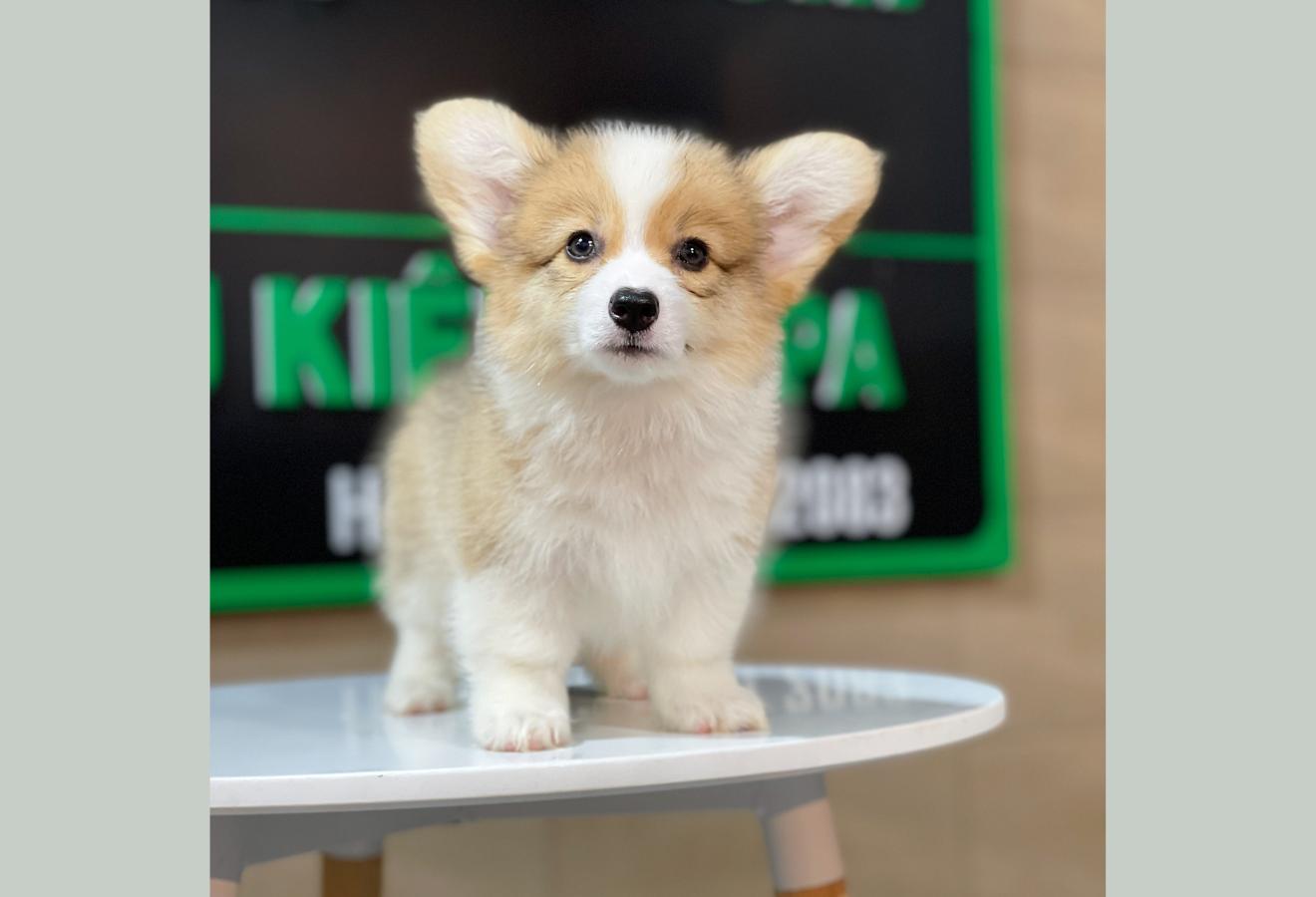 Corgi Lông Dài - Màu Vàng (MS 06)