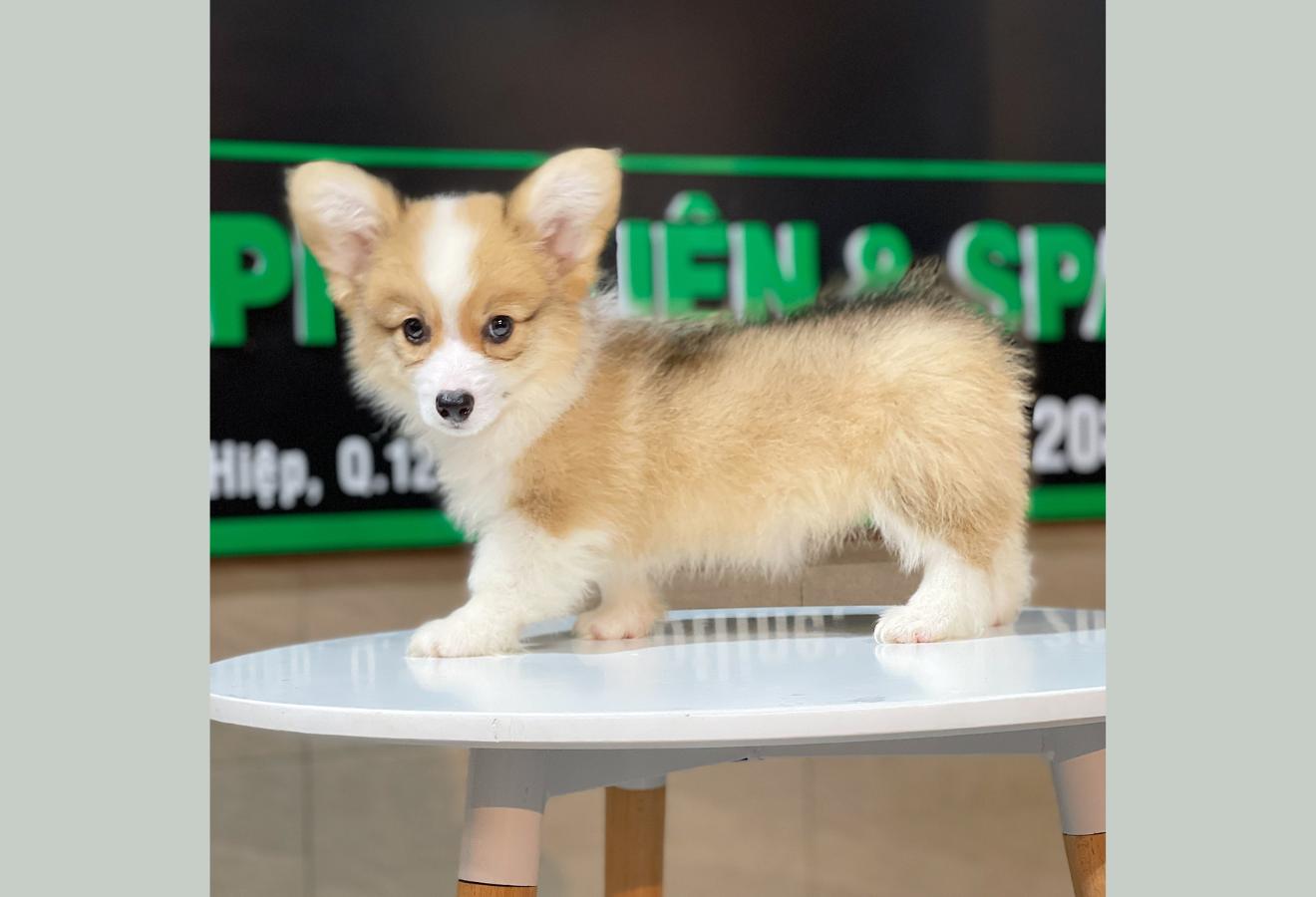 Corgi Lông Dài - Màu Vàng (MS 06)