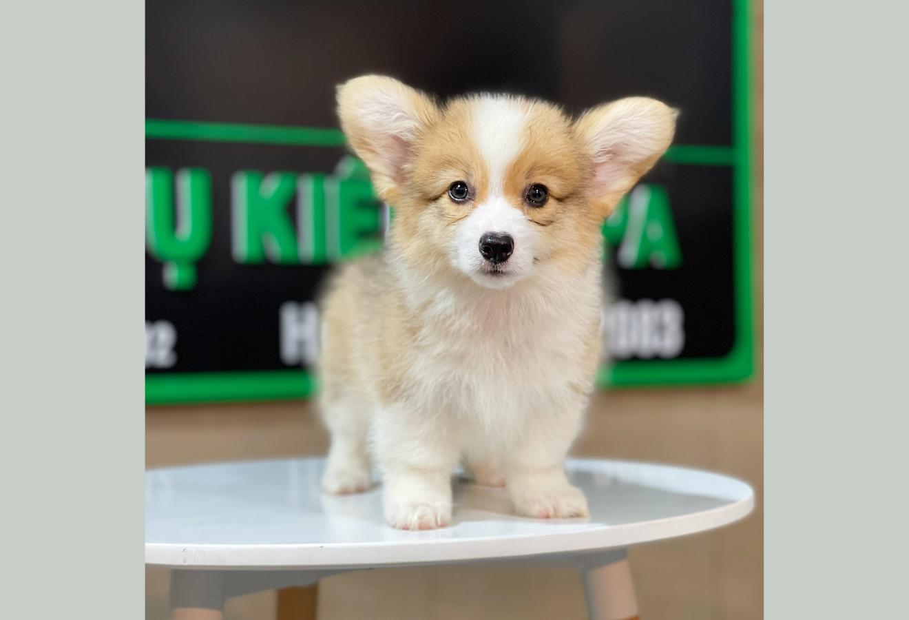 Corgi Lông Dài - Màu Vàng (MS 06)