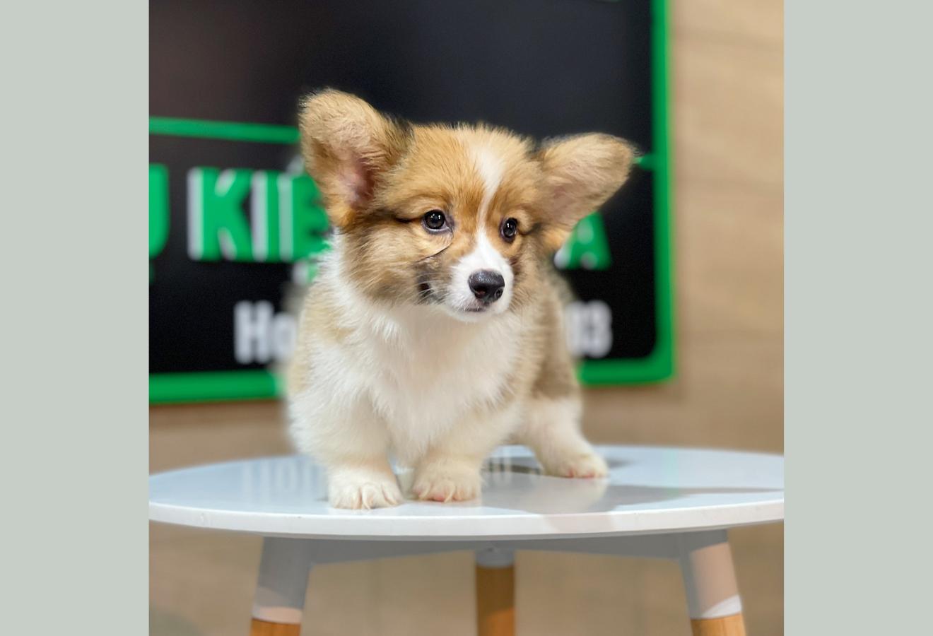 Corgi Lông Dài - Màu Vàng (MS 07)