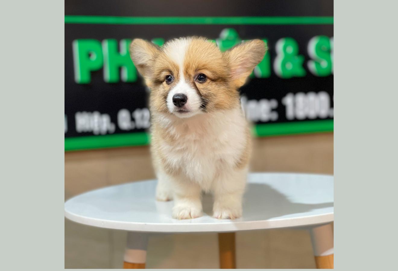 Corgi Lông Dài - Màu Vàng (MS 08)