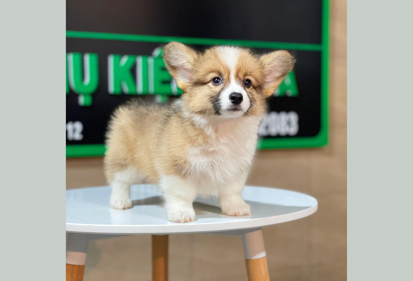 Corgi Lông Dài - Màu Vàng (MS 08)