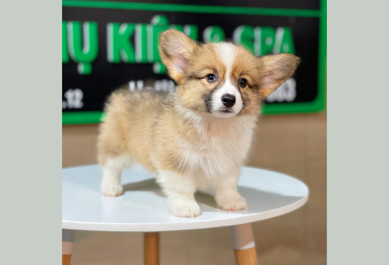 Corgi Lông Dài - Màu Vàng (MS 08)