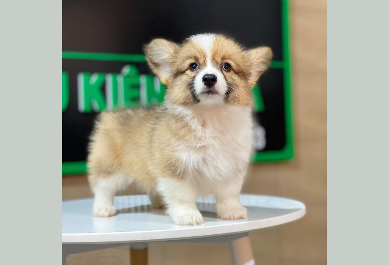 Corgi Lông Dài - Màu Vàng (MS 08)