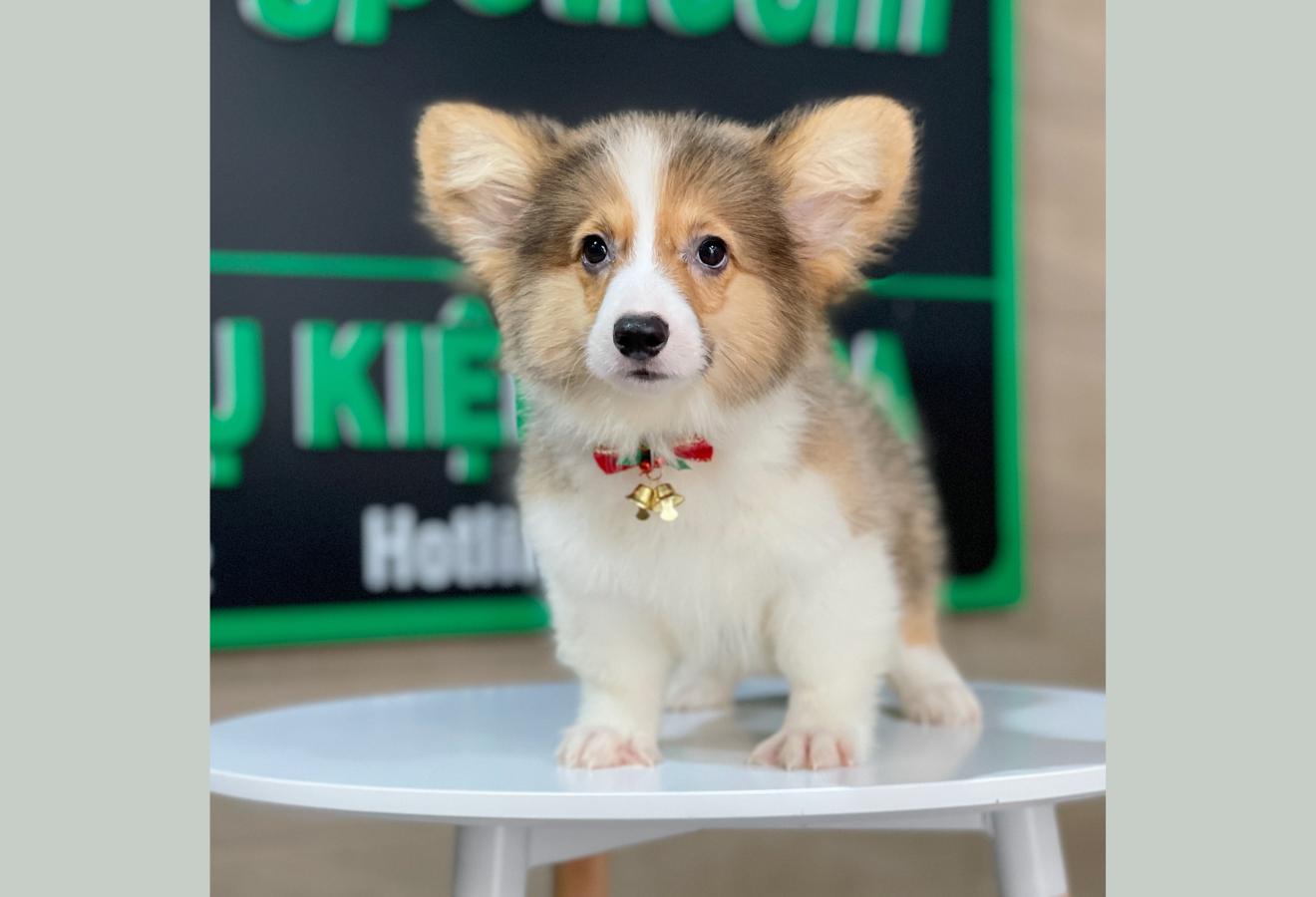 Corgi Lông Dài - Màu Vàng (MS 10)