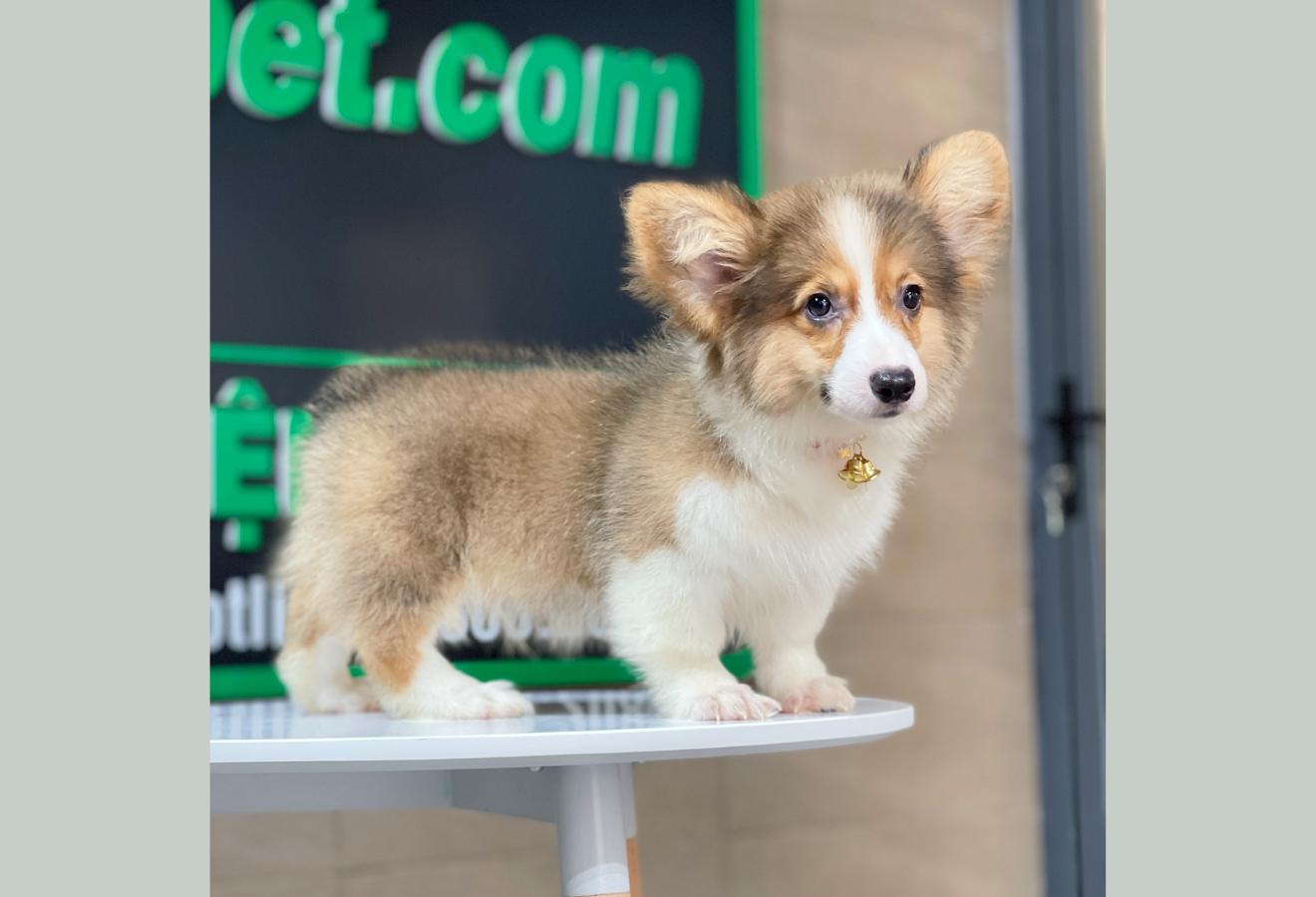 Corgi Lông Dài - Màu Vàng (MS 10)