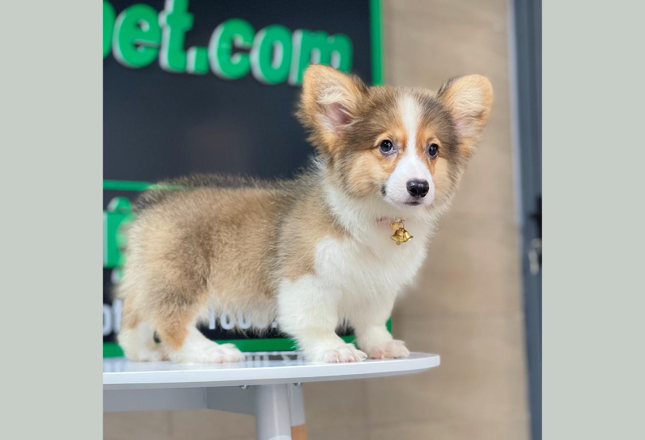 Corgi Lông Dài - Màu Vàng (MS 10)